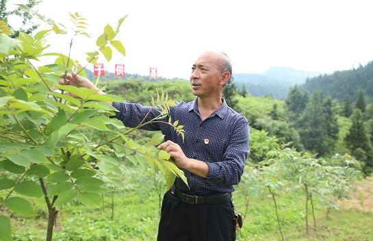 五倍子价格及小巷深处的魅力