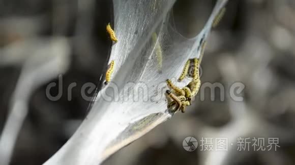 探索小巷神秘特色小店，最新虫爬视频带你一探究竟